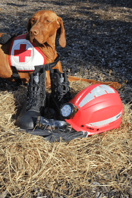 Rettungshund des BRK Fürth neben uvex Schutzausrüstung der Hundeführer