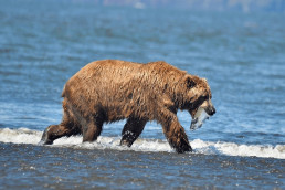 Bär in Alaska mit Fischbeute im Maul