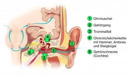 Schematischer Querschnitt des menschlichen Gehörs mit Zahlen