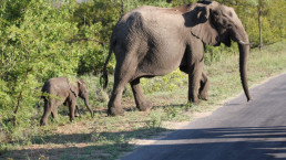 Elefantenmutter mit Jungtier im Krüger-Nationalpark, Südafrika