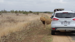 Löwenmännchen auf einer Straße im Krüger-Nationalpark, Südafrika