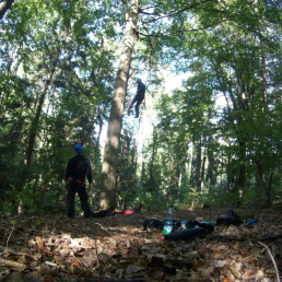 Geocacher mit uvex Schutzhelm und Schutzkleidung seilt sich von einem hohen Baum ab.