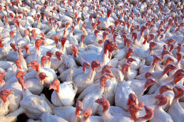 Vogelgrippe uvex Informationsartikel zu Schutzausrüstung gegen Geflügelpest