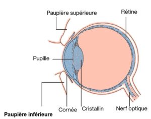 Schéma de l'oeil