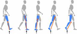 Schematische Darstellung der Phasen des Gangs