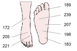 Les pieds contiennent plus de glandes sudoripares que les autres parties du reste du corps.