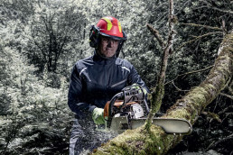 Waldarbeiter mit uvex Schutzhelm, Visier, Gehörschutz und Schutzhandschuhen durchtrennt mit einer Motorsäge einen Ast.