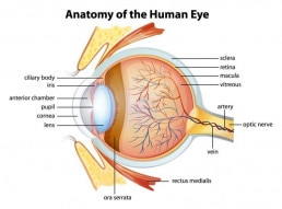 Anatomie des menschlichen Auges