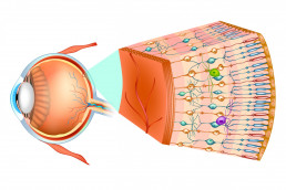 Grafische Darstellung eines Querschnitts des menschlichen Auges