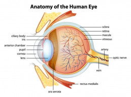 Anatomie des menschlichen Auges: Grafische Querschnittsdarstellung mit Beschreibung der einzelnen Bestandteile