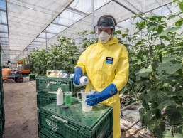 Arbeiter in einem landwirtschaftlichen Gewächshaus, bekleidet mit uvex Chemikalienschutzanzug und Chemikalienschutzhandschuhen, gießt Pflanzenschutzmittel in einen Messbecher.