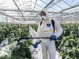 Arbeiter in einem landwirtschaftlichen Gewächshaus mit uvex Schutzoverall, Schutzhandschuhen, Atemschutzmaske und Schutzbrille