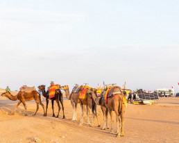 Dromedar-Karwane in Marokko, im Hintergrund das Team Sonnenwagen mit Solarfahrzeug