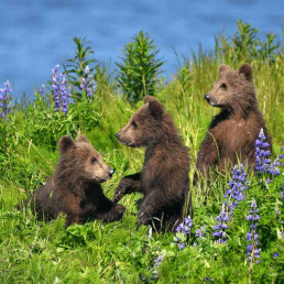 Drei Bärenkinder inmitten einer Blumenwiese in Alaska