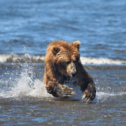 Bär auf der Jagd nach Fischen in Alaska
