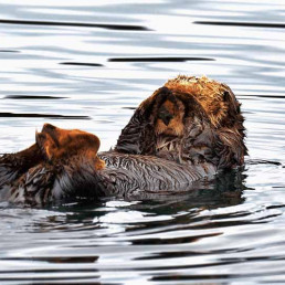 Otter beim Rückenschwimmen in Alaska