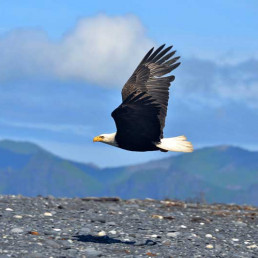 Weißkopfseeadler im Tiefflug in Alaska