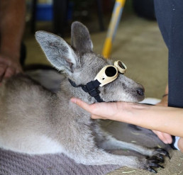Känguru mit Laserschutzbrille speziell für Tiere