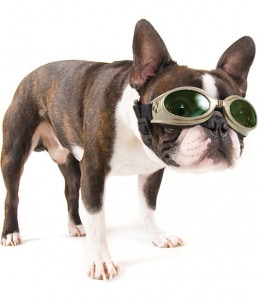 Französische Bulldogge mit Laserschutz–Doggles® von laservision zum Augenschutz bei Behandlungen mit Laser