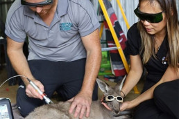 Tierärzte behandeln ein Känguru, das eine Laserschutzbrille speziell für Tiere trägt.