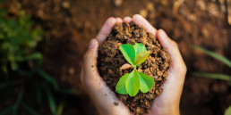 Hände umschließen Erde, aus der ein Pflanzenspross wächst Nachhaltigkeit im Unternehmen